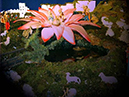%_tempFileName037%20presepio%202006%20%